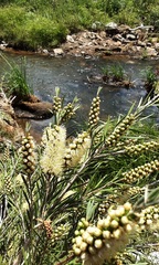 Melaleuca paludicola