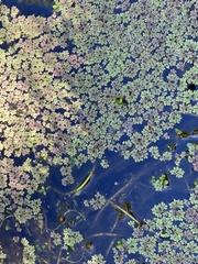 Azolla rubra