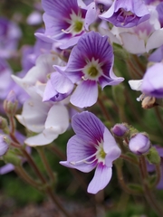 Veronica hookeriana