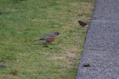 Turdus migratorius