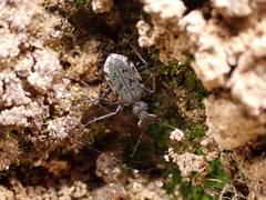 Neocicindela parryi