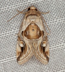 Deltote johnjoannoui