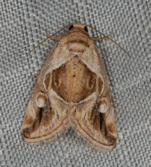 Deltote johnjoannoui