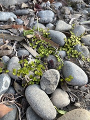 Epilobium nummulariifolium