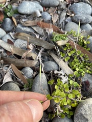 Epilobium nummulariifolium