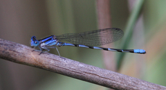Argia leonorae