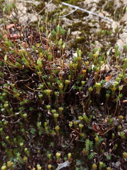 Polytrichadelphus magellanicus