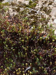 Polytrichadelphus magellanicus