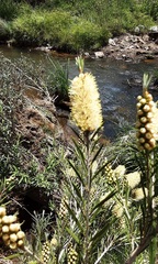 Melaleuca paludicola
