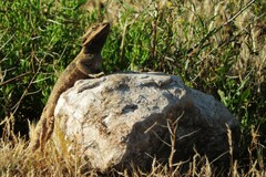 Pogona barbata