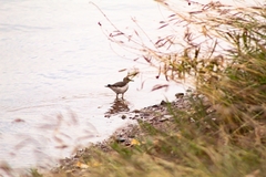 Actitis macularius