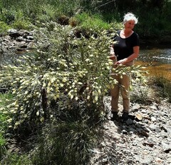 Melaleuca paludicola