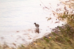 Actitis macularius