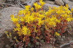 Sedum debile