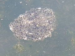 Rana longicrus