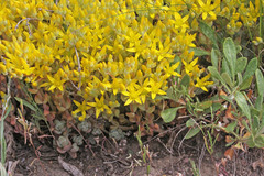 Sedum debile