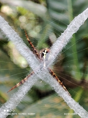 Argiope versicolor