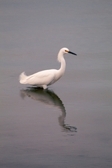 Egretta thula
