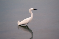 Egretta thula