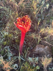 Haemanthus sanguineus