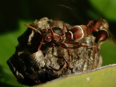 Polistes marginalis