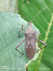 Mictis longicornis