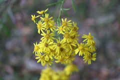 Senecio madagascariensis