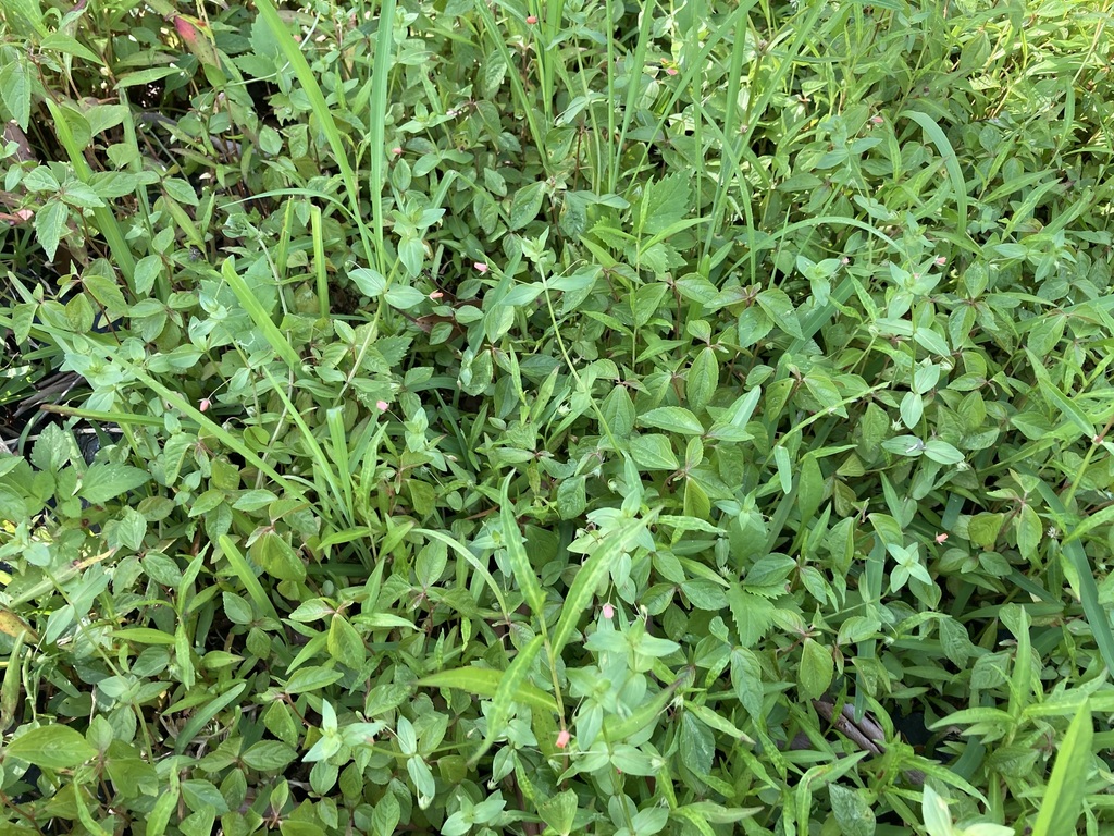 Asian Copperleaf from Port Macquarie-Hastings - Pt B, New South Wales ...