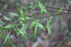 Senecio madagascariensis