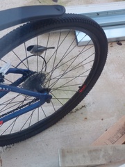 Poecile atricapillus