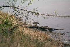 Actitis macularius