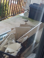 Poecile atricapillus