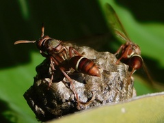 Polistes marginalis