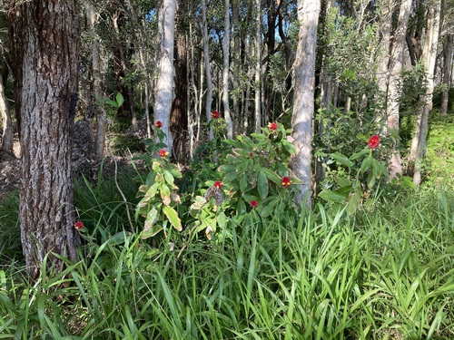 Image of Costus comosus by (c) Thomas Mesaglio, some rights reserved (CC BY)