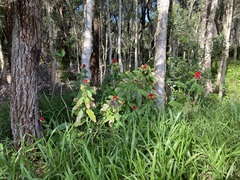 Costus comosus