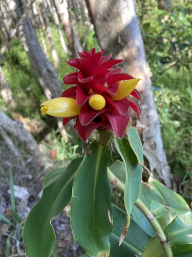 Image of Costus comosus by (c) Thomas Mesaglio, some rights reserved (CC BY)