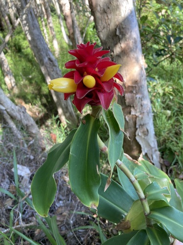 Image of Costus comosus by (c) Thomas Mesaglio, some rights reserved (CC BY)