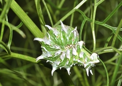 Apochima flabellaria