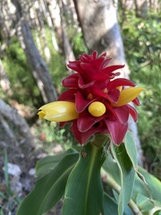 Costus comosus