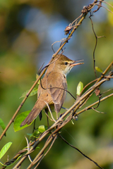 Acrocephalus stentoreus