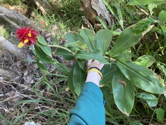 Costus comosus