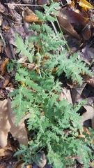 Eucrypta chrysanthemifolia