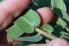 Arctostaphylos auriculata