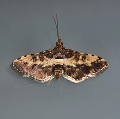 Nacoleia