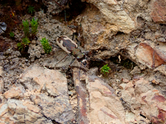 Neocicindela latecincta