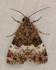 Aconzarba decissima