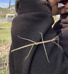 Ctenomorpha marginipennis