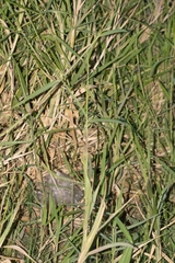 Urochloa mutica