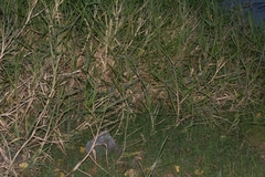 Urochloa mutica