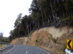 Neocicindela latecincta